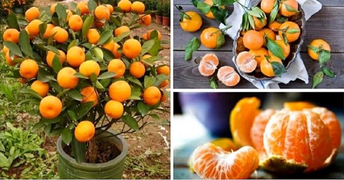 Stop Buying Tangerines. Plant Them In A Flowerpot And You Will Always Have Hundreds Of Organic Tangerines!